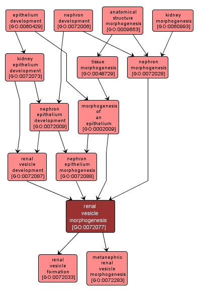 GO:0072077 - renal vesicle morphogenesis (interactive image map)