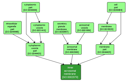 GO:0002079 - inner acrosomal membrane (interactive image map)