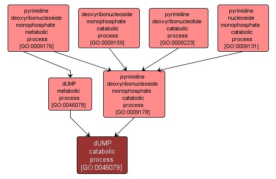 GO:0046079 - dUMP catabolic process (interactive image map)