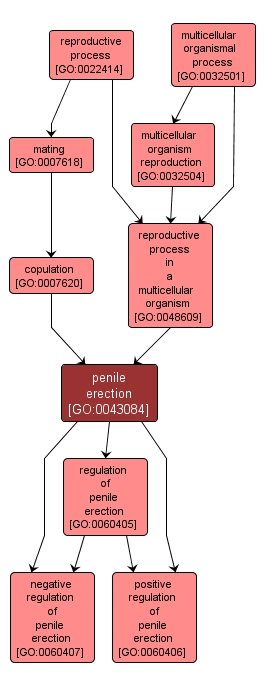 GO:0043084 - penile erection (interactive image map)