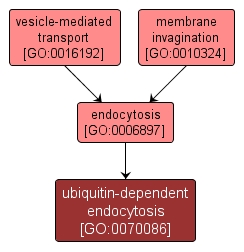 GO:0070086 - ubiquitin-dependent endocytosis (interactive image map)