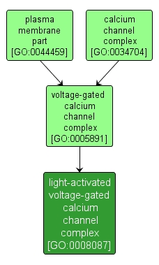 GO:0008087 - light-activated voltage-gated calcium channel complex (interactive image map)