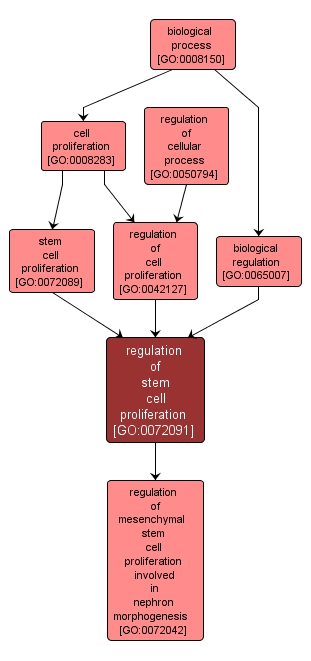 GO:0072091 - regulation of stem cell proliferation (interactive image map)