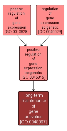 GO:0048097 - long-term maintenance of gene activation (interactive image map)