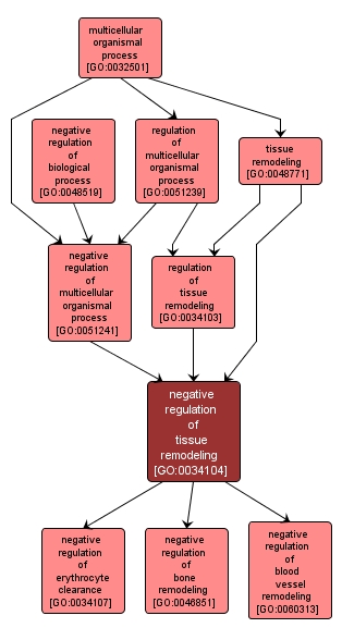 GO:0034104 - negative regulation of tissue remodeling (interactive image map)
