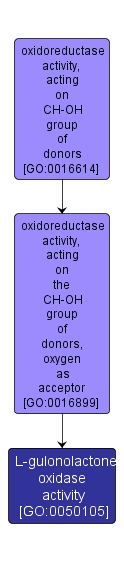GO:0050105 - L-gulonolactone oxidase activity (interactive image map)