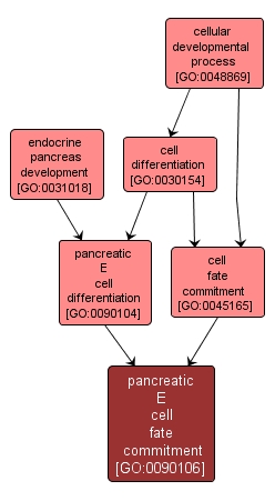 GO:0090106 - pancreatic E cell fate commitment (interactive image map)