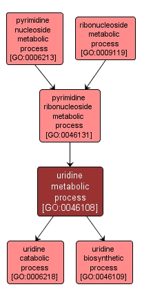 GO:0046108 - uridine metabolic process (interactive image map)