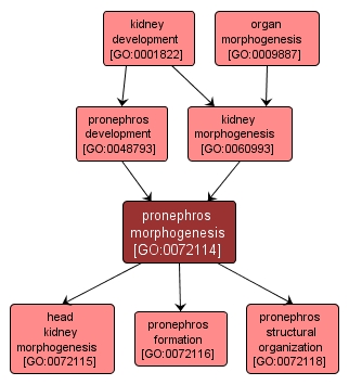 GO:0072114 - pronephros morphogenesis (interactive image map)