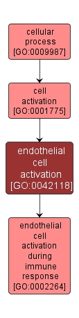 GO:0042118 - endothelial cell activation (interactive image map)