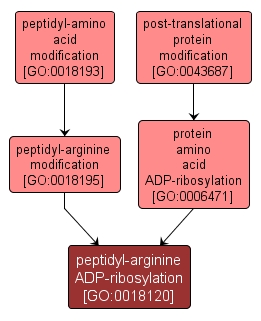 GO:0018120 - peptidyl-arginine ADP-ribosylation (interactive image map)