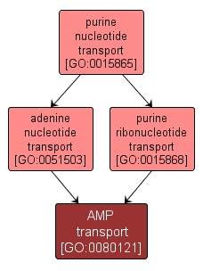 GO:0080121 - AMP transport (interactive image map)