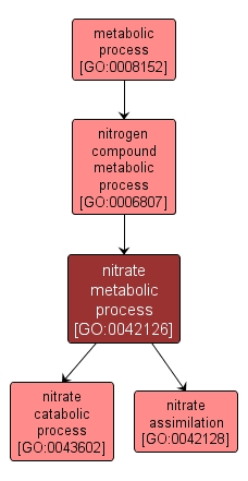 GO:0042126 - nitrate metabolic process (interactive image map)