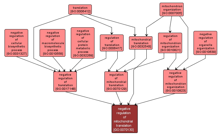 GO:0070130 - negative regulation of mitochondrial translation (interactive image map)