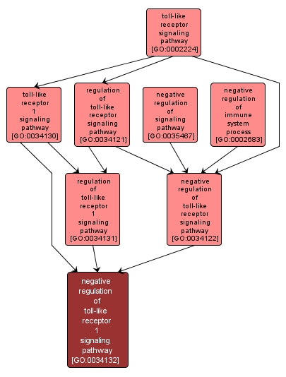 GO:0034132 - negative regulation of toll-like receptor 1 signaling pathway (interactive image map)