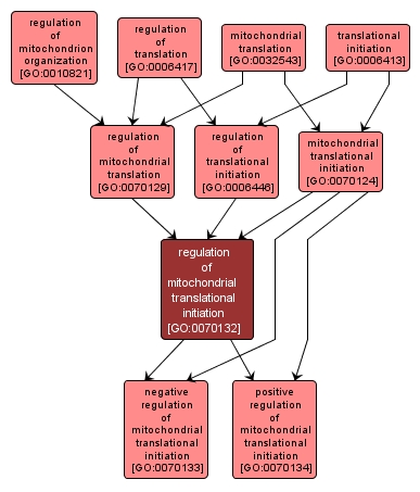 GO:0070132 - regulation of mitochondrial translational initiation (interactive image map)