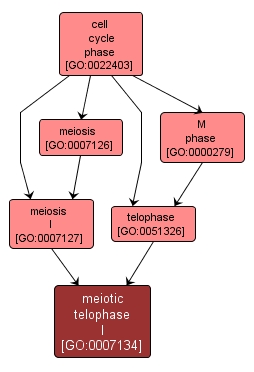 GO:0007134 - meiotic telophase I (interactive image map)