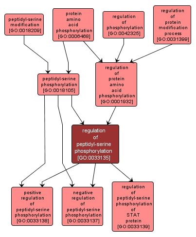 GO:0033135 - regulation of peptidyl-serine phosphorylation (interactive image map)