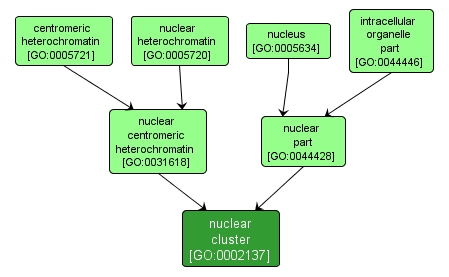 GO:0002137 - nuclear cluster (interactive image map)