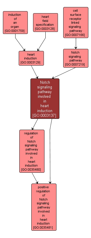 GO:0003137 - Notch signaling pathway involved in heart induction (interactive image map)