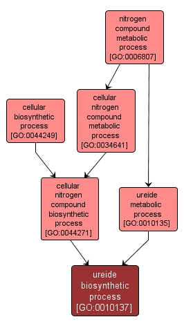 GO:0010137 - ureide biosynthetic process (interactive image map)