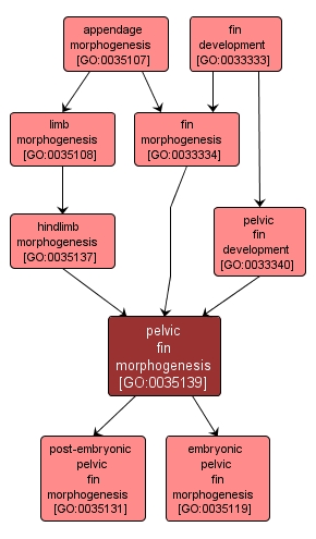 GO:0035139 - pelvic fin morphogenesis (interactive image map)