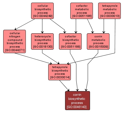 GO:0046140 - corrin biosynthetic process (interactive image map)