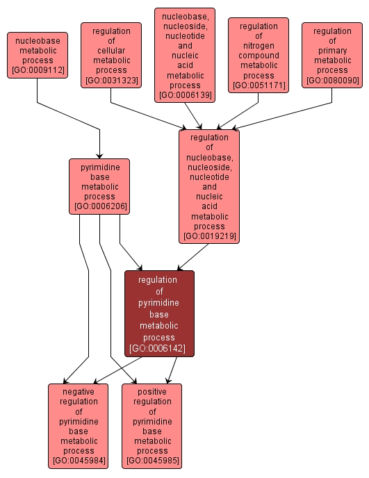 GO:0006142 - regulation of pyrimidine base metabolic process (interactive image map)