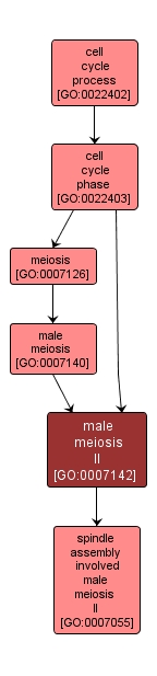 GO:0007142 - male meiosis II (interactive image map)