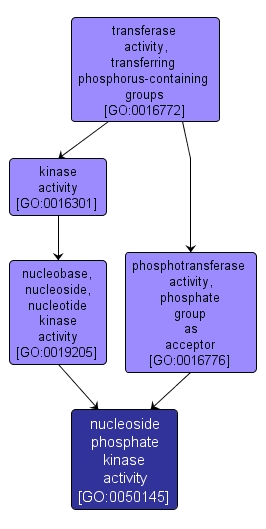 GO:0050145 - nucleoside phosphate kinase activity (interactive image map)