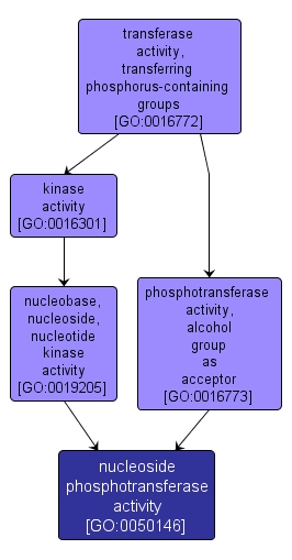 GO:0050146 - nucleoside phosphotransferase activity (interactive image map)