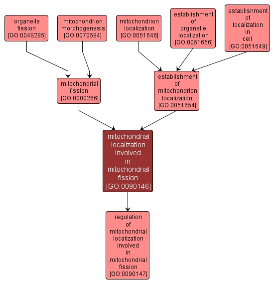 GO:0090146 - mitochondrial localization involved in mitochondrial fission (interactive image map)