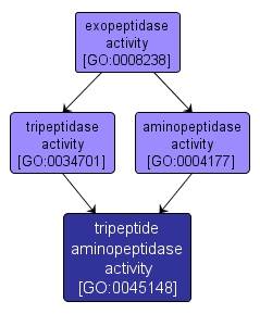 GO:0045148 - tripeptide aminopeptidase activity (interactive image map)