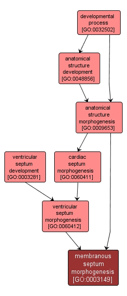 GO:0003149 - membranous septum morphogenesis (interactive image map)