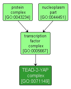 GO:0071149 - TEAD-2-YAP complex (interactive image map)