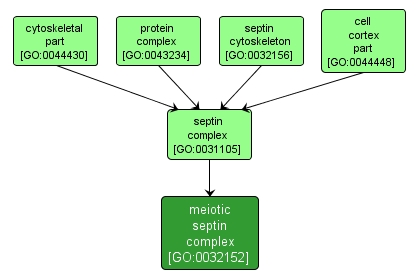 GO:0032152 - meiotic septin complex (interactive image map)