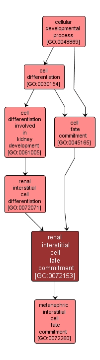 GO:0072153 - renal interstitial cell fate commitment (interactive image map)