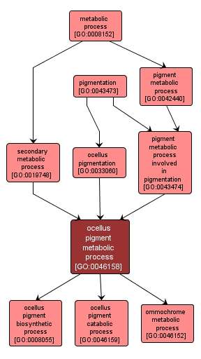 GO:0046158 - ocellus pigment metabolic process (interactive image map)