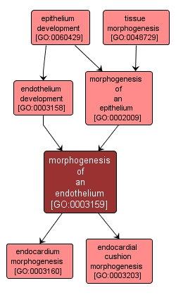 GO:0003159 - morphogenesis of an endothelium (interactive image map)