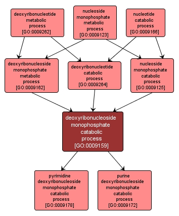 GO:0009159 - deoxyribonucleoside monophosphate catabolic process (interactive image map)