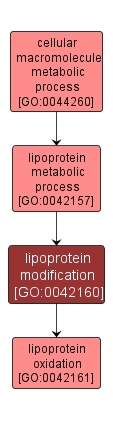 GO:0042160 - lipoprotein modification (interactive image map)