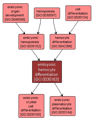 GO:0035163 - embryonic hemocyte differentiation (interactive image map)