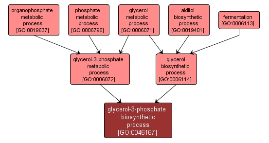 GO:0046167 - glycerol-3-phosphate biosynthetic process (interactive image map)