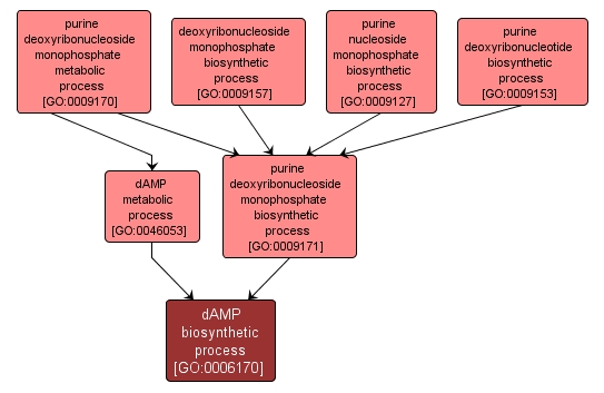 GO:0006170 - dAMP biosynthetic process (interactive image map)