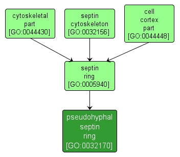 GO:0032170 - pseudohyphal septin ring (interactive image map)
