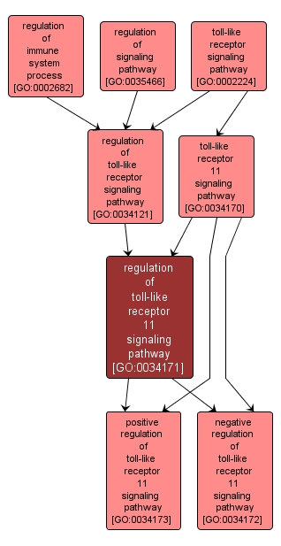 GO:0034171 - regulation of toll-like receptor 11 signaling pathway (interactive image map)
