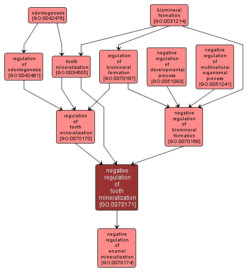 GO:0070171 - negative regulation of tooth mineralization (interactive image map)