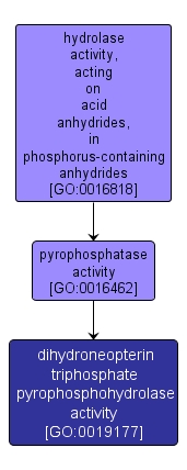 GO:0019177 - dihydroneopterin triphosphate pyrophosphohydrolase activity (interactive image map)