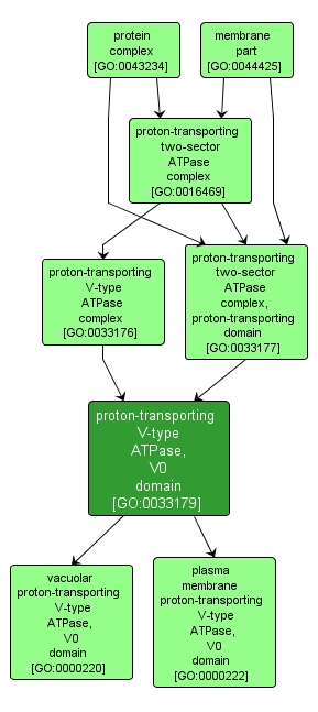 GO:0033179 - proton-transporting V-type ATPase, V0 domain (interactive image map)