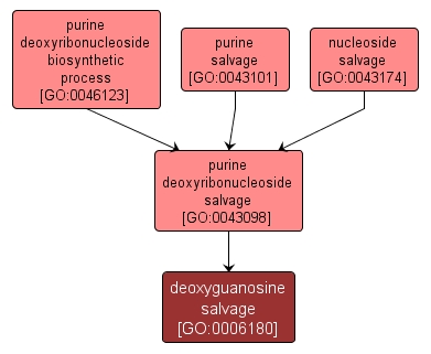 GO:0006180 - deoxyguanosine salvage (interactive image map)